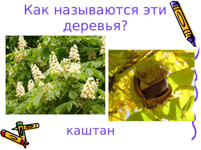 Как называются эти деревья? каштан