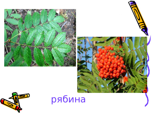 рябина