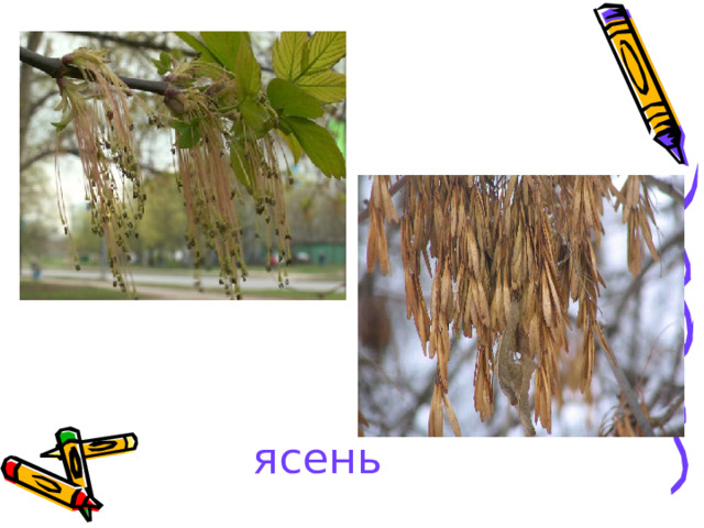 ясень