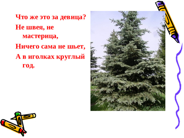 Что же это за девица? Не швея, не мастерица, Ничего сама не шьет, А в иголках круглый год.