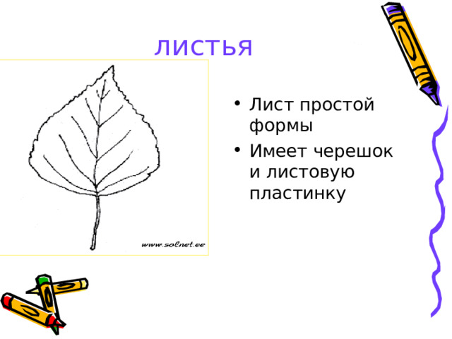 листья