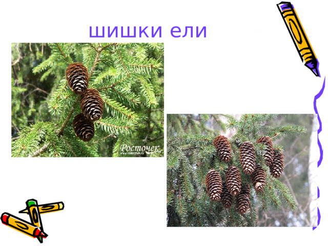 шишки ели