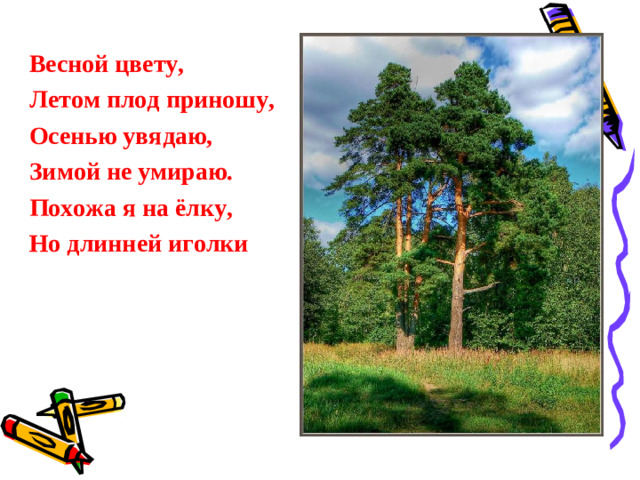Весной цвету, Летом плод приношу, Осенью увядаю, Зимой не умираю. Похожа я на ёлку, Но длинней иголки