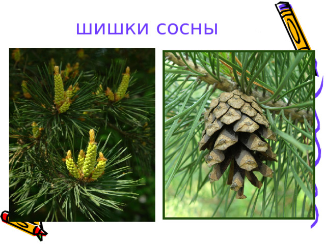 шишки сосны