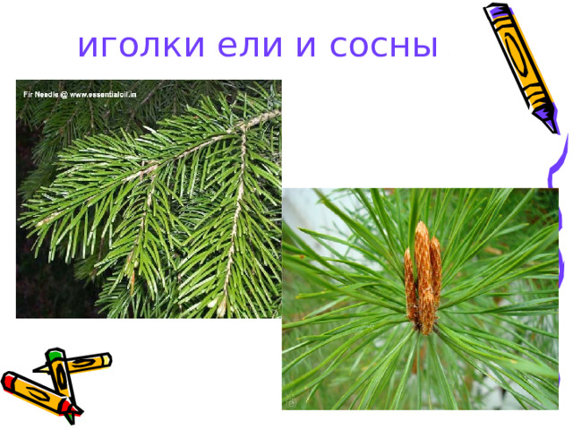 иголки ели и сосны