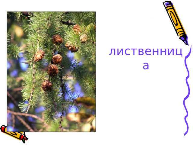 лиственница