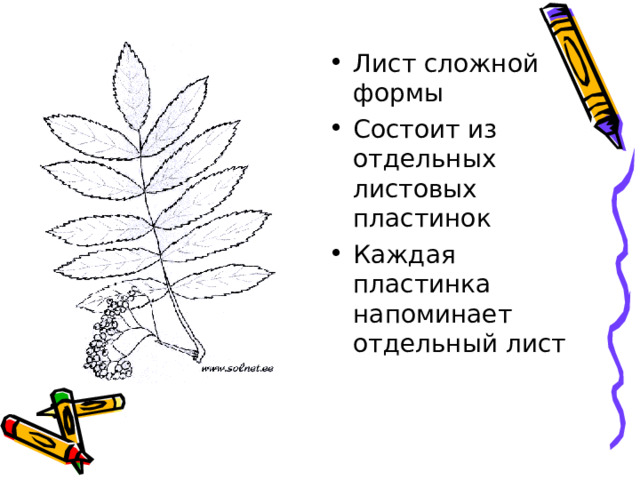 Лист сложной формы Состоит из отдельных листовых пластинок Каждая пластинка напоминает отдельный лист