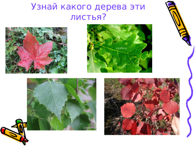 Узнай какого дерева эти листья?