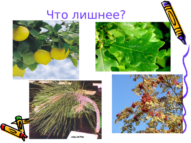 Что лишнее?