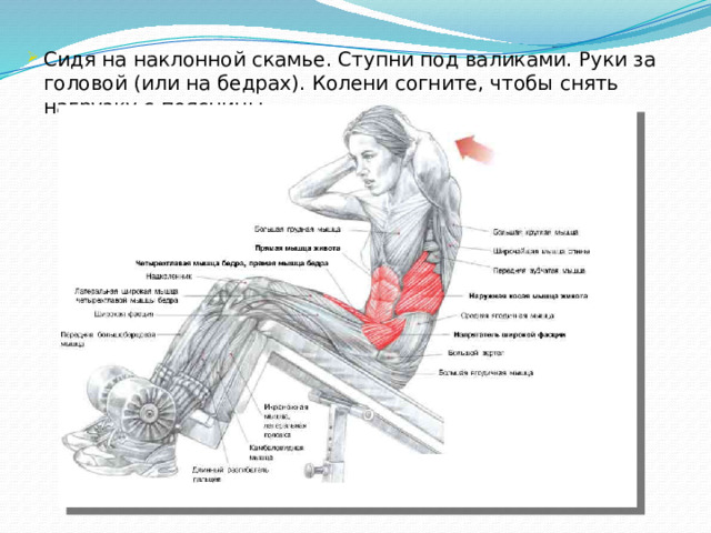 Сидя на наклонной скамье. Ступни под валиками. Руки за головой (или на бедрах). Колени согните, чтобы снять нагрузку с поясницы