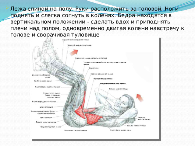 Лежа спиной на полу. Руки расположить за головой, Ноги поднять и слегка согнуть в коленях. Бедра находятся в вертикальном положении - сделать вдох и приподнять плечи над полом, одновременно двигая колени навстречу к голове и сворачивая туловище