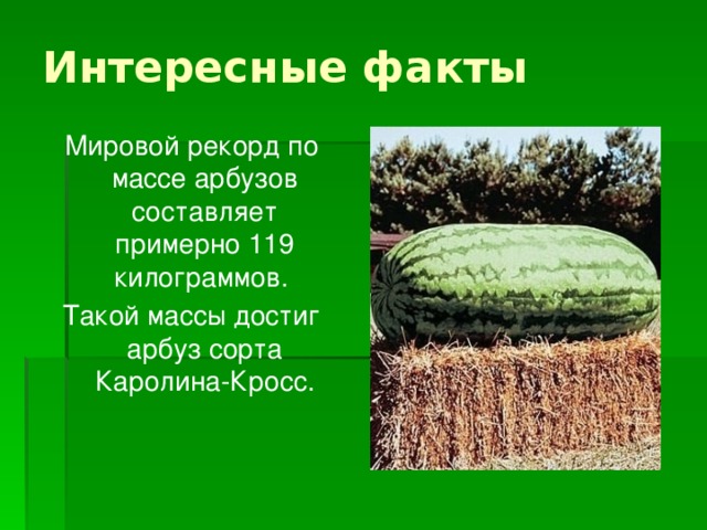 Интересные факты Мировой рекорд по массе арбузов составляет примерно 119 килограммов. Такой массы достиг арбуз сорта Каролина-Кросс.