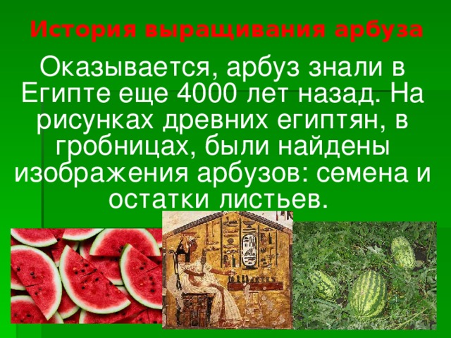 История выращивания арбуза Оказывается, арбуз знали в Египте еще 4000 лет назад. На рисунках древних египтян, в гробницах, были найдены изображения арбузов: семена и остатки листьев.