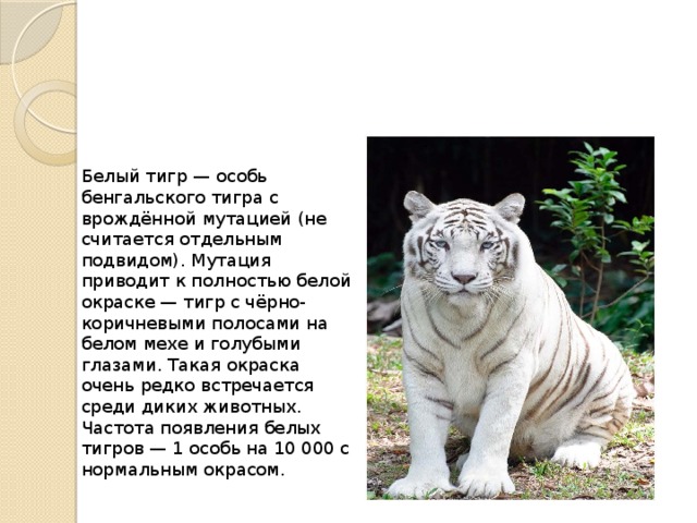 Белый тигр — особь бенгальского тигра с врождённой мутацией (не считается отдельным подвидом). Мутация приводит к полностью белой окраске — тигр с чёрно-коричневыми полосами на белом мехе и голубыми глазами. Такая окраска очень редко встречается среди диких животных. Частота появления белых тигров — 1 особь на 10 000 с нормальным окрасом.