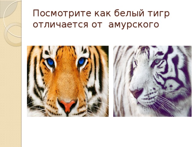 Посмотрите как белый тигр отличается от амурского