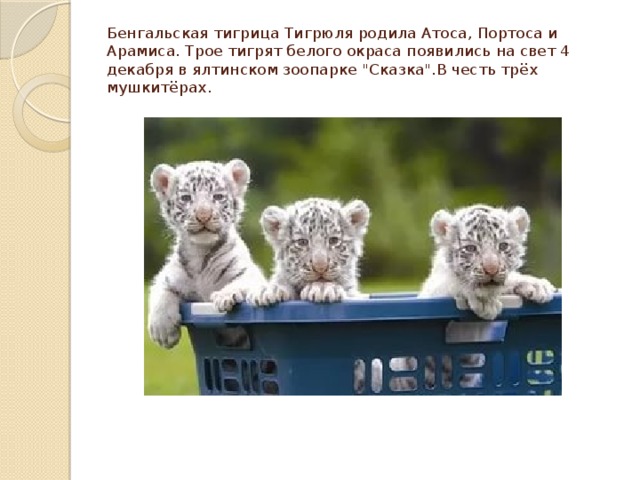 Бенгальская тигрица Тигрюля родила Атоса, Портоса и Арамиса. Трое тигрят белого окраса появились на свет 4 декабря в ялтинском зоопарке 