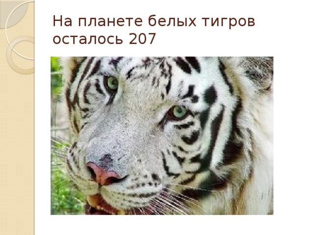 На планете белых тигров осталось 207