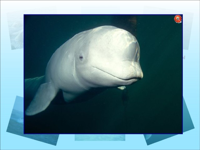 моржи морские слоны кит белуха белый медведь Животный мир Арктики тюлень