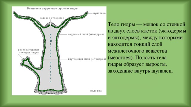 Тело гидры — мешок со стенкой из двух слоев клеток (эктодермы и энтодермы), между которыми находится тонкий слой межклеточного вещества (мезоглея). Полость тела гидры образует выросты, заходящие внутрь щупалец.