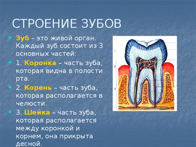 Зубы человека выполняют функцию. Строение зуба человека схема кариес. Строение зуба анатомия 8-. Строение зубов биология 8 класс кратко. Строение зуба 2.2.