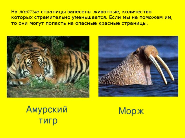 На желтые страницы занесены животные, количество которых стремительно уменьшается. Если мы не поможем им, то они могут попасть на опасные красные страницы. Амурский тигр Морж