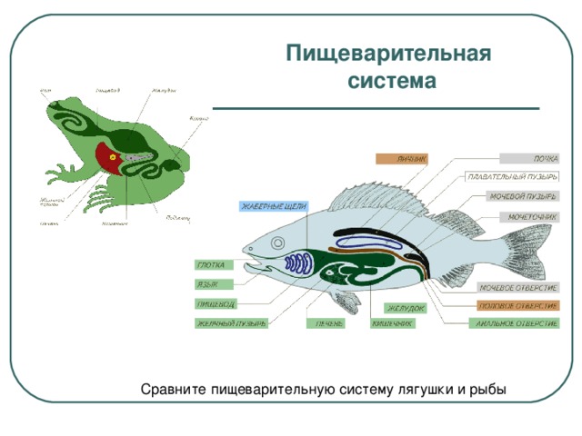 Пищеварительная  система Сравните пищеварительную систему лягушки и рыбы
