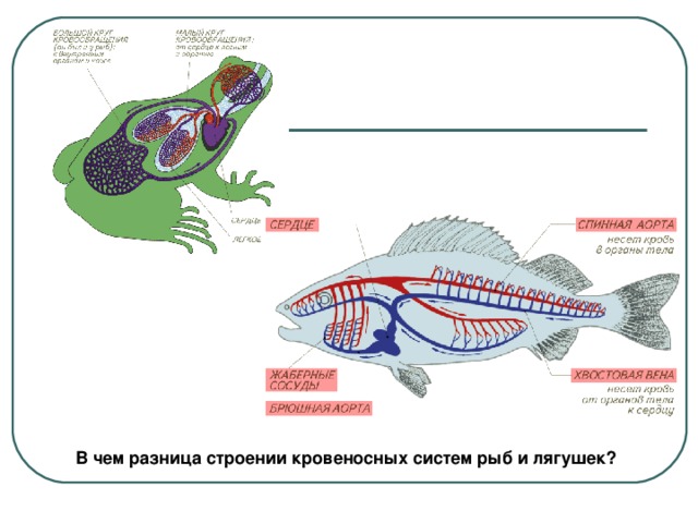В чем разница строении кровеносных систем рыб и лягушек?