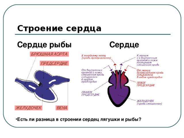 Строение сердца Сердце рыбы Сердце лягушки   Есть ли разница в строении сердец лягушки и рыбы?
