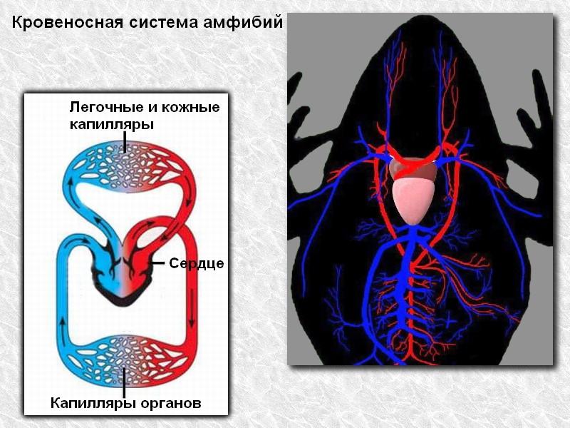 Сердце амфибий круги кровообращения. Строение кровеносной системы земноводных. Схема кровеносной системы лягушки. 2 Круга кровообращения у земноводных. Амфибии малый круг кровооб.