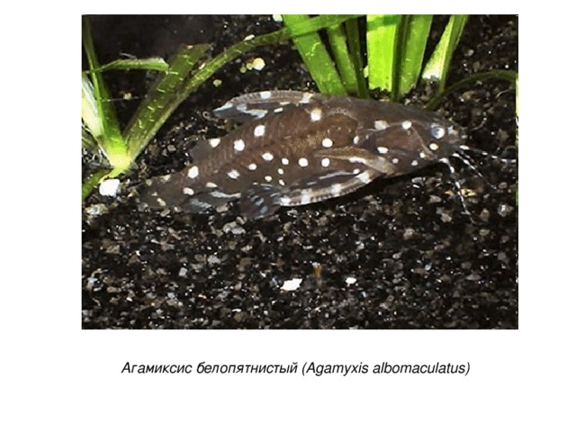Агамиксис белопятнистый (Agamyxis albomaculatus)
