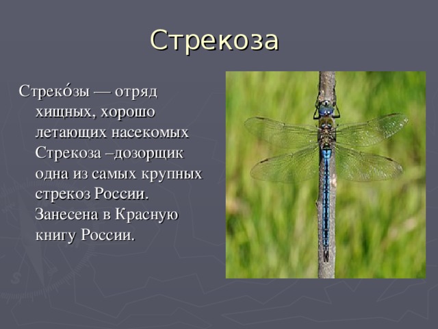 Стрекоза Стреко́зы — отряд хищных, хорошо летающих насекомых Стрекоза –дозорщик одна из самых крупных стрекоз России. Занесена в Красную книгу России.
