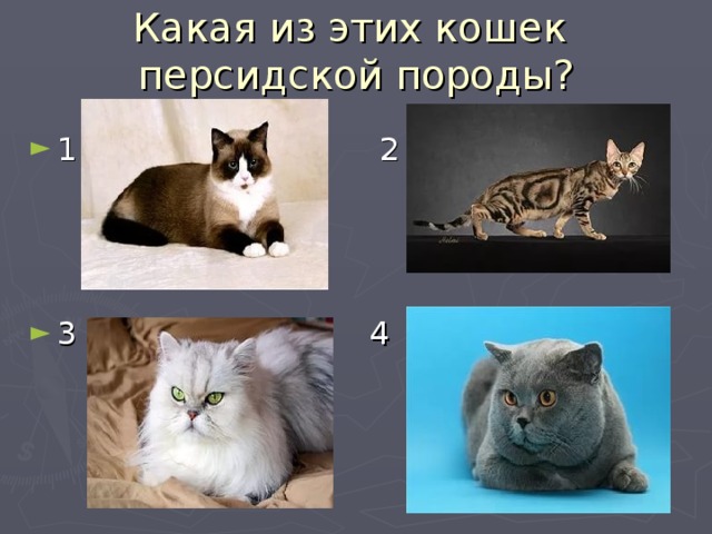 Какая из этих кошек персидской породы?
