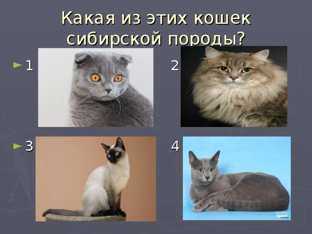 Какая из этих кошек сибирской породы?