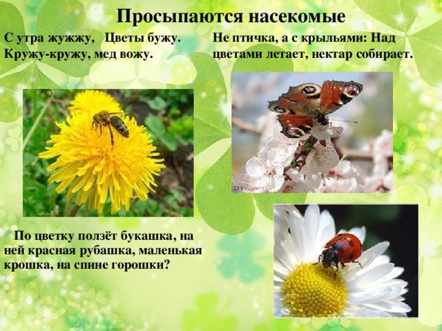 Просыпаются насекомые Не птичка, а с крыльями: Над цветами летает, нектар собирает. С утра жужжу, Цветы бужу. Кружу-кружу, мед вожу.  По цветку ползёт букашка, на ней красная рубашка, маленькая крошка, на спине горошки?