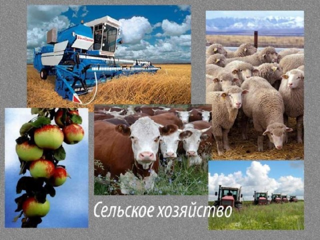 Сельское хозяйство Казахстана – важный сектор экономики страны . По производству зерна Казахстан занимает третье место среди стран СНГ . Развиты животноводство , садоводство . В Казахстане выращивают хлопок , сахарную свеклу , рис и много других сельскохозяйственных культур .