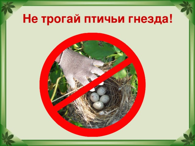 Не трогай птичьи гнезда!