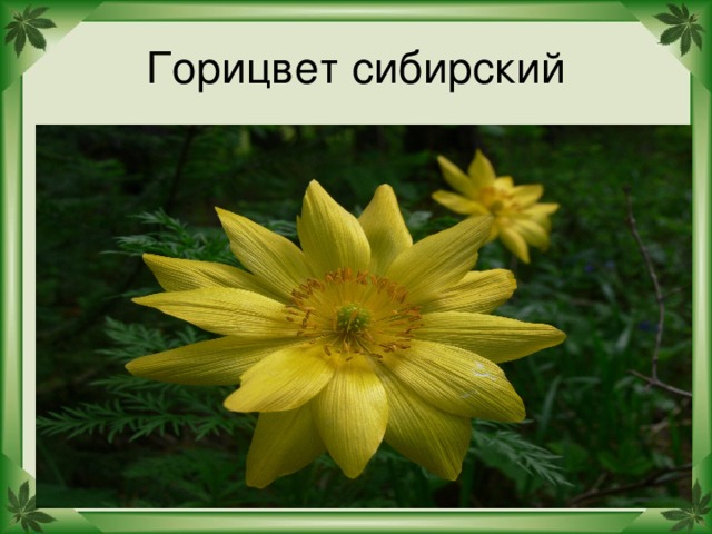 Горицвет сибирский