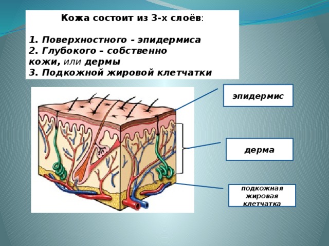 Кожа состоит из 3-х слоёв : 1. Поверхностного - эпидермиса 2. Глубокого – собственно кожи,  или  дермы 3. Подкожной жировой клетчатки эпидермис дерма подкожная жировая клетчатка