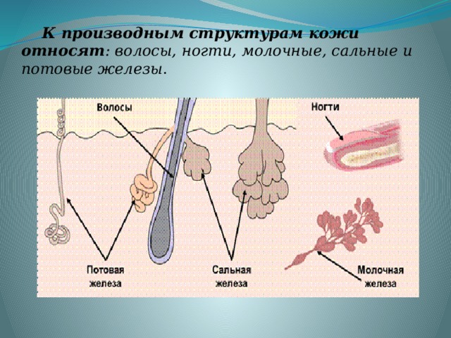 Функция железы кожи человека