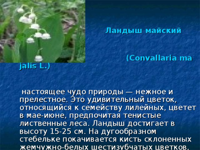 Ландыш майский   (Convallaria majalis L.)