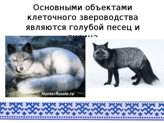 Основными объектами клеточного звероводства являются голубой песец и лисица