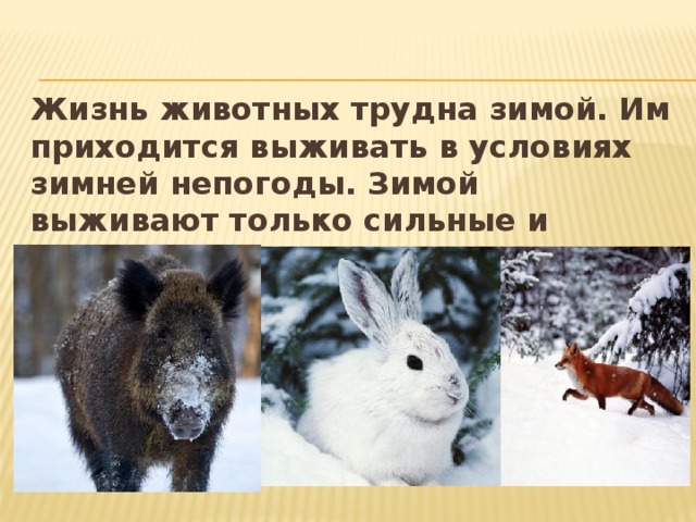 Жизнь животных трудна зимой. Им приходится выживать в условиях зимней непогоды. Зимой выживают только сильные и выносливые животные.