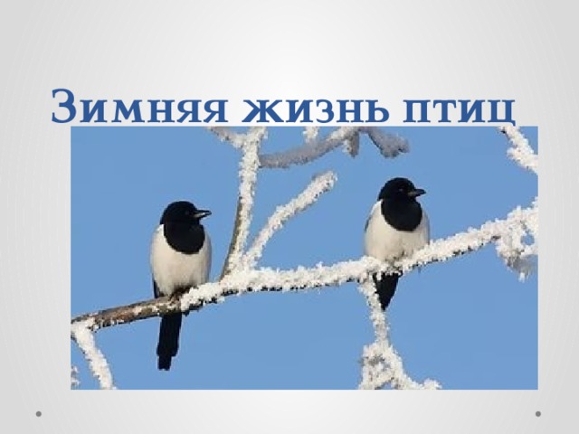 Зимняя жизнь птиц