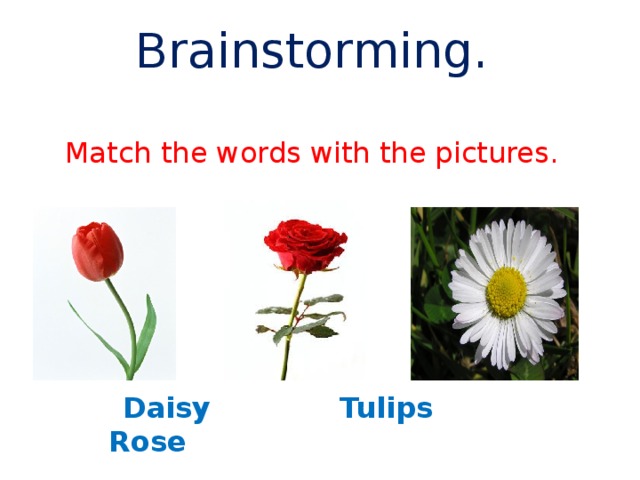 Brainstorming.   Match the words with the pictures.  Daisy Tulips Rose
