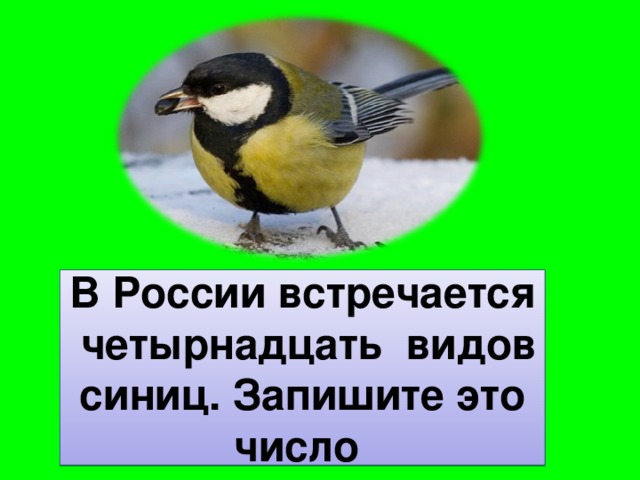 В России встречается четырнадцать видов синиц. Запишите это число