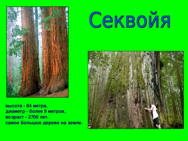 высота - 84 метра, диаметр - более 9 метров, возраст - 2700 лет. самое большое дерево на земле.