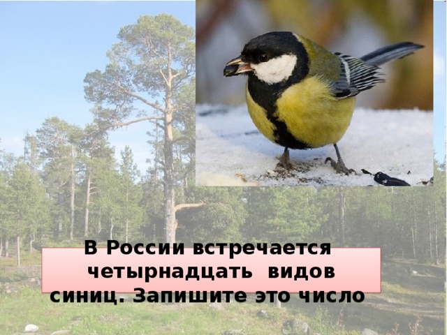 В России встречается четырнадцать видов синиц. Запишите это число