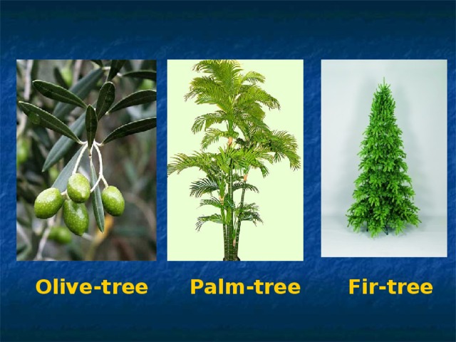 Olive-tree Palm-tree Fir-tree