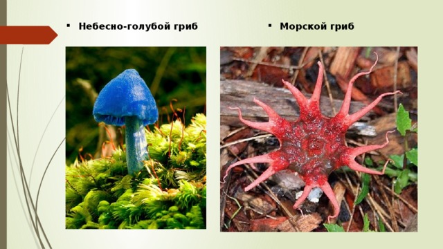Небесно-голубой гриб Морской гриб