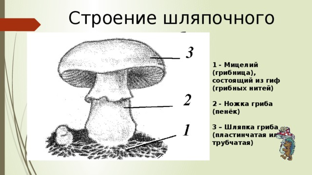 Строение шляпочного гриба 1 - Мицелий (грибница), состоящий из гиф (грибных нитей)  2 - Ножка гриба (пенёк)  3 – Шляпка гриба (пластинчатая или трубчатая)